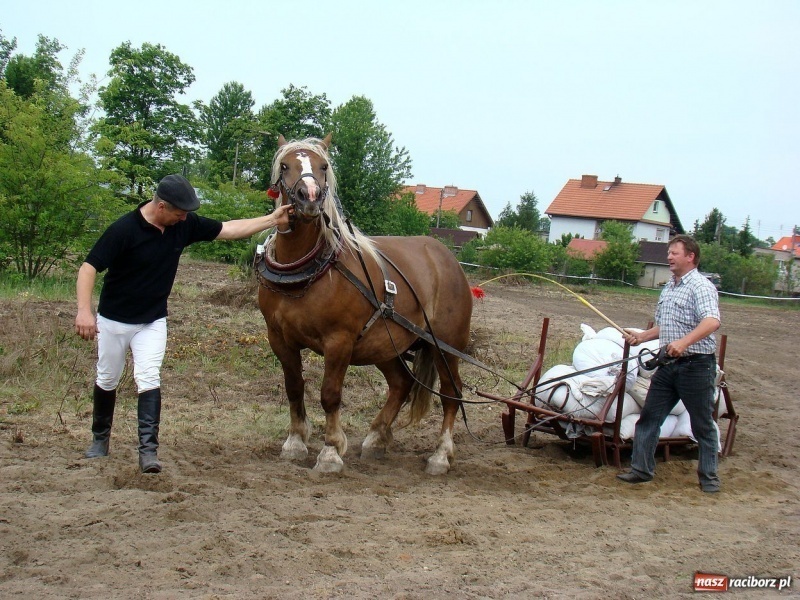 Zdjęcie w galerii na portalu naszraciborz.pl: Koń Leon uciągnął 1200 kg wiadomości z regionu