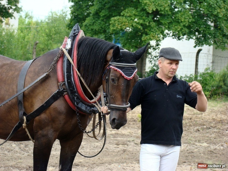Zdjęcie w galerii na portalu naszraciborz.pl: Koń Leon uciągnął 1200 kg wiadomości z regionu