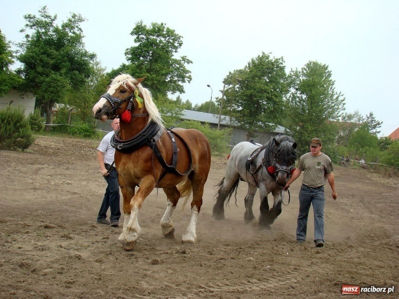 Zdjęcie w galerii na portalu naszraciborz.pl: Koń Leon uciągnął 1200 kg wiadomości z regionu