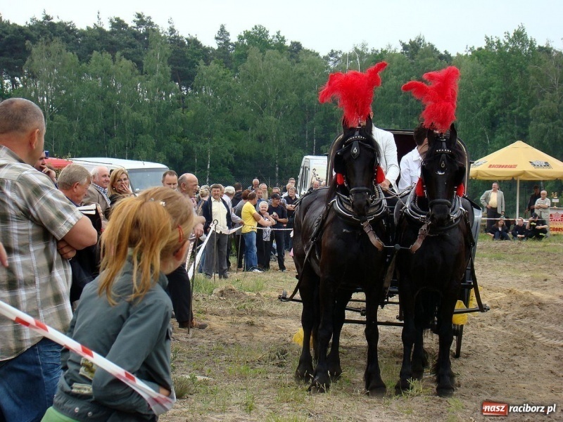 Zdjęcie w galerii na portalu naszraciborz.pl: Koń Leon uciągnął 1200 kg wiadomości z regionu