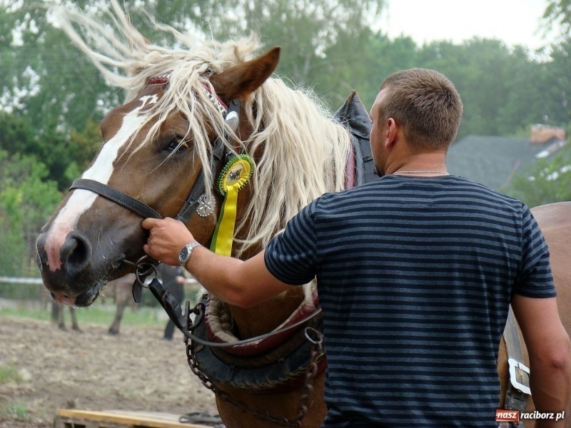 Zdjęcie w galerii na portalu naszraciborz.pl: Koń Leon uciągnął 1200 kg wiadomości z regionu
