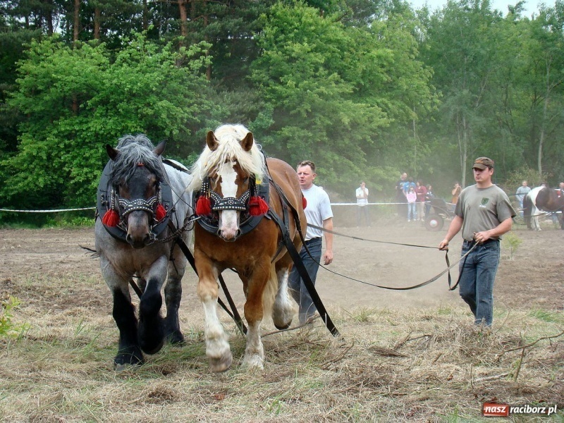 Zdjęcie w galerii na portalu naszraciborz.pl: Koń Leon uciągnął 1200 kg wiadomości z regionu