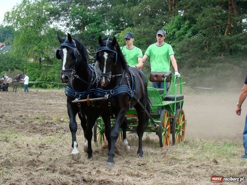 Zdjęcie w galerii na portalu naszraciborz.pl: Koń Leon uciągnął 1200 kg wiadomości z regionu