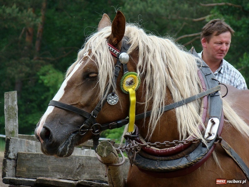 Zdjęcie w galerii na portalu naszraciborz.pl: Koń Leon uciągnął 1200 kg wiadomości z regionu