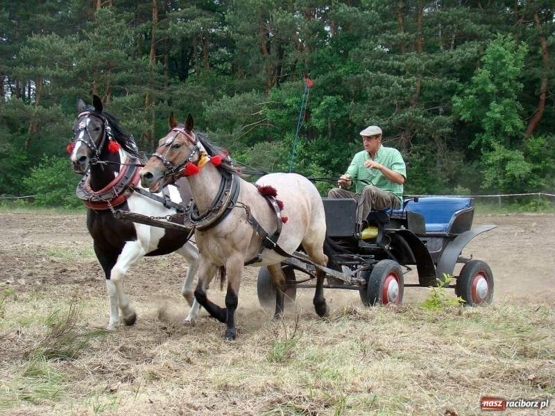 Zdjęcie w galerii na portalu naszraciborz.pl: Koń Leon uciągnął 1200 kg wiadomości z regionu