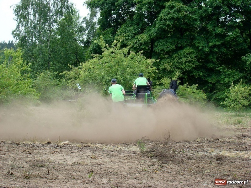 Zdjęcie w galerii na portalu naszraciborz.pl: Koń Leon uciągnął 1200 kg wiadomości z regionu