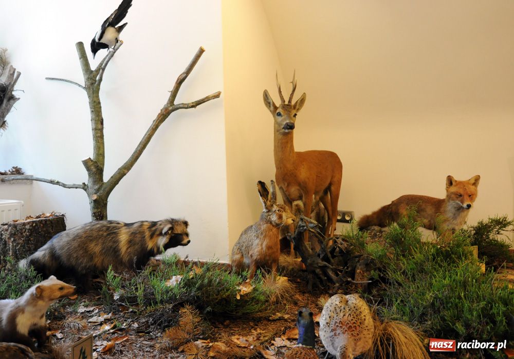 Zdjęcie w galerii na portalu naszraciborz.pl: Śląskie Sherwood na zamku wiadomości z regionu