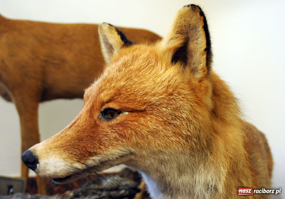 Zdjęcie w galerii na portalu naszraciborz.pl: Śląskie Sherwood na zamku wiadomości z regionu