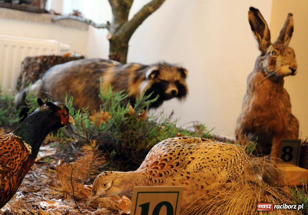 Zdjęcie w galerii na portalu naszraciborz.pl: Śląskie Sherwood na zamku wiadomości z regionu