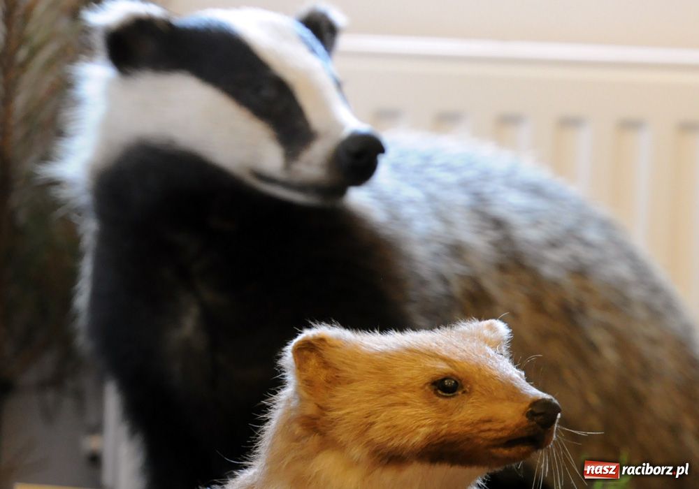 Zdjęcie w galerii na portalu naszraciborz.pl: Śląskie Sherwood na zamku wiadomości z regionu