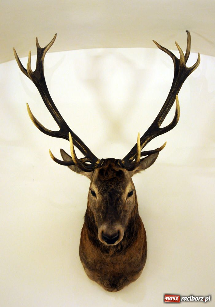 Zdjęcie w galerii na portalu naszraciborz.pl: Śląskie Sherwood na zamku wiadomości z regionu