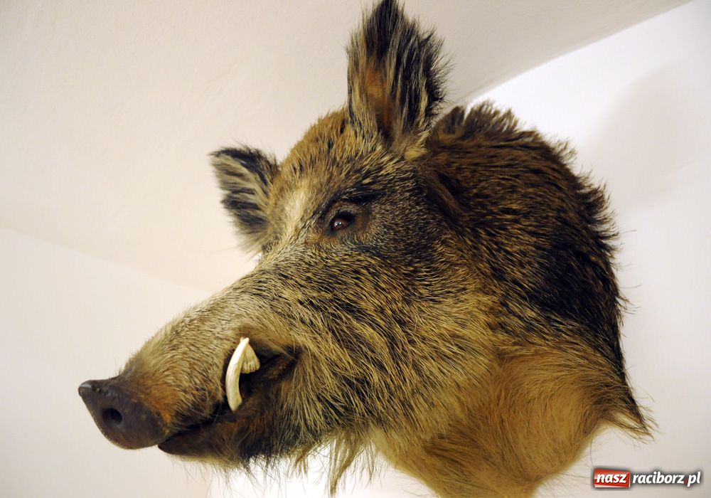 Zdjęcie w galerii na portalu naszraciborz.pl: Śląskie Sherwood na zamku wiadomości z regionu