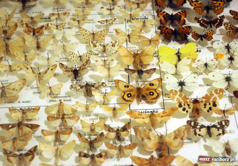 Zdjęcie w galerii na portalu naszraciborz.pl: Śląskie Sherwood na zamku wiadomości z regionu