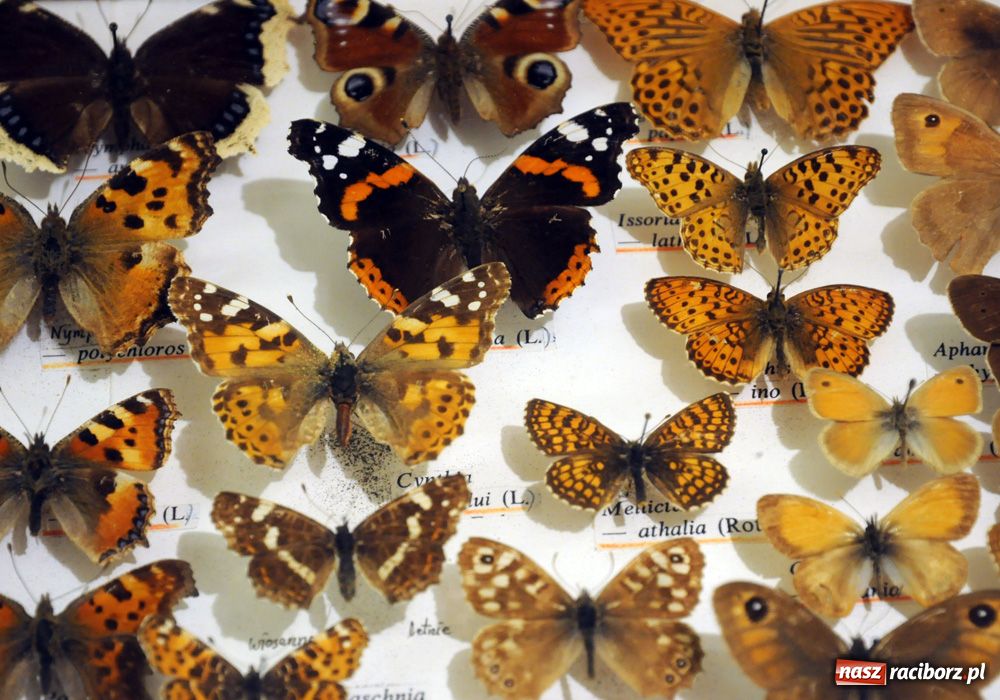 Zdjęcie w galerii na portalu naszraciborz.pl: Śląskie Sherwood na zamku wiadomości z regionu