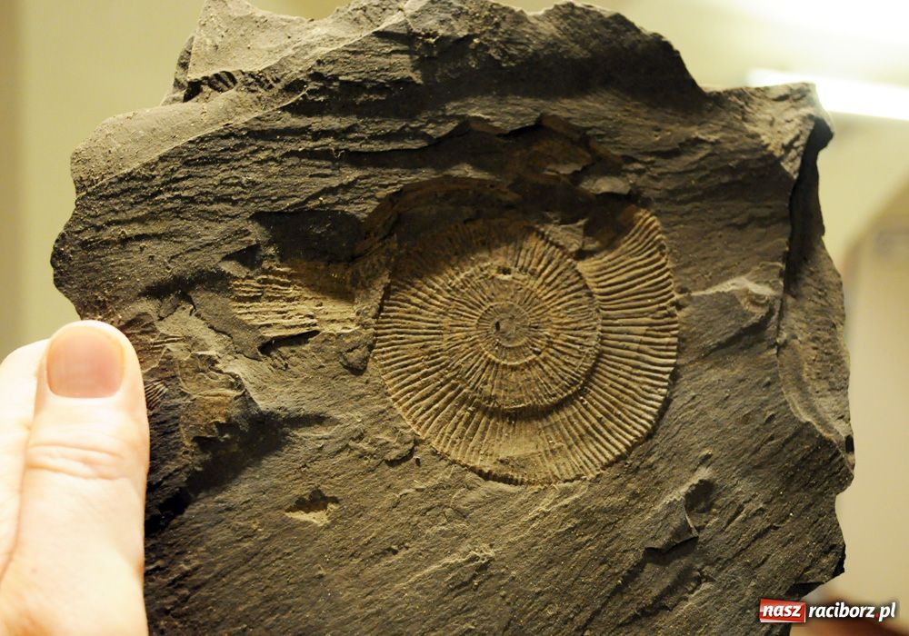 Zdjęcie w galerii na portalu naszraciborz.pl: Śląskie Sherwood na zamku wiadomości z regionu