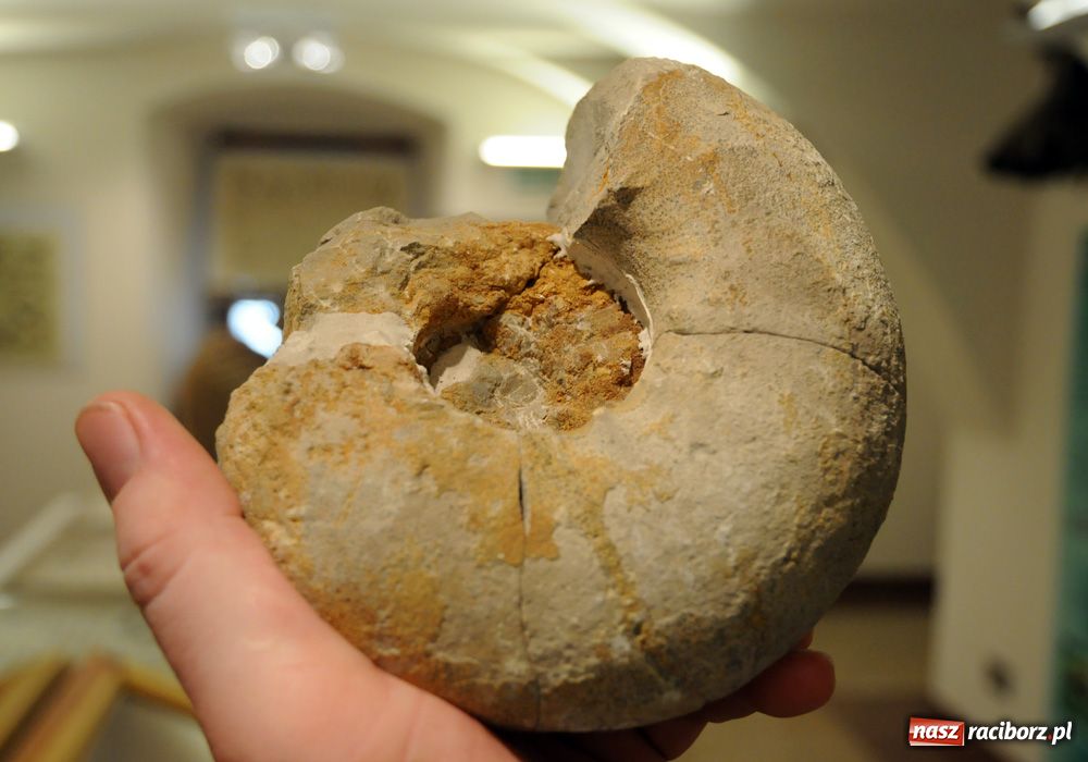 Zdjęcie w galerii na portalu naszraciborz.pl: Śląskie Sherwood na zamku wiadomości z regionu