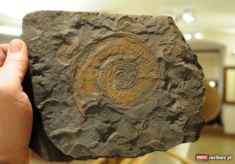 Zdjęcie w galerii na portalu naszraciborz.pl: Śląskie Sherwood na zamku wiadomości z regionu