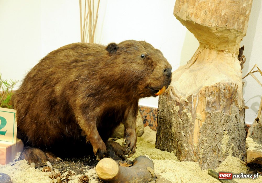 Zdjęcie w galerii na portalu naszraciborz.pl: Śląskie Sherwood na zamku wiadomości z regionu