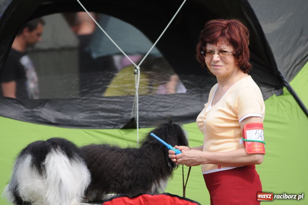 Zdjęcie w galerii na portalu naszraciborz.pl: Raciborskiej wystawie stuknęła 18-tka wiadomości z regionu