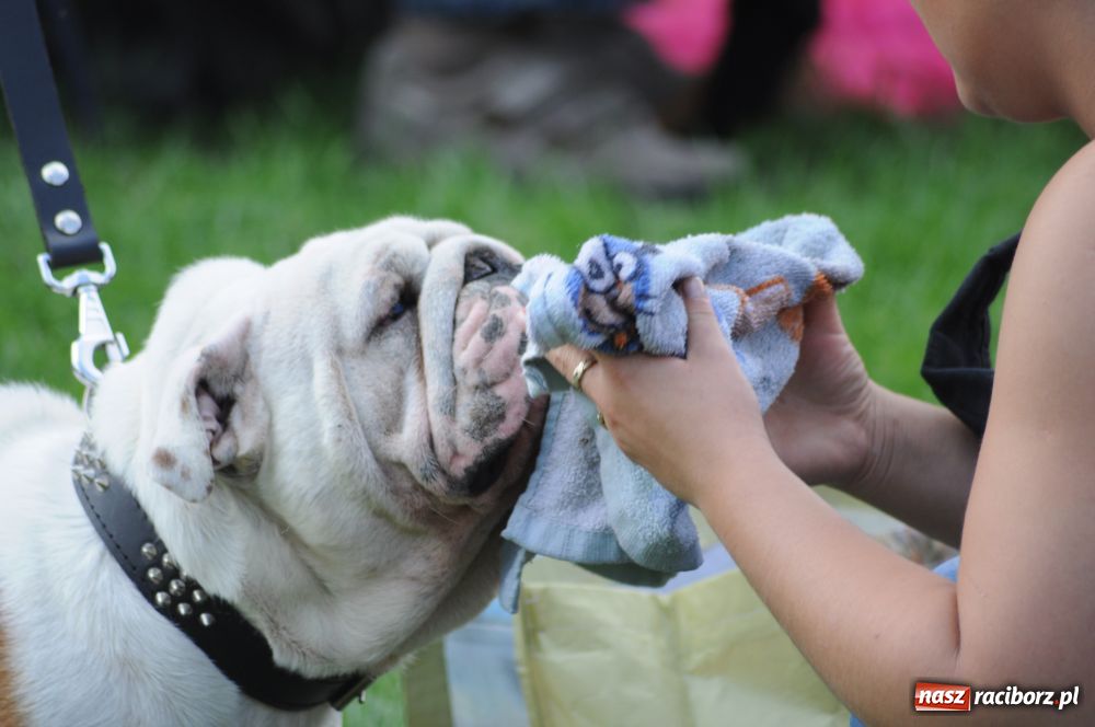 Zdjęcie w galerii na portalu naszraciborz.pl: Raciborskiej wystawie stuknęła 18-tka wiadomości z regionu