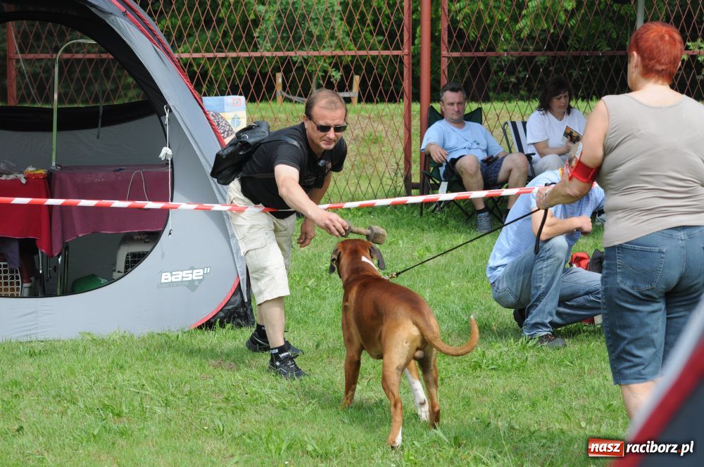 Zdjęcie w galerii na portalu naszraciborz.pl: Raciborskiej wystawie stuknęła 18-tka wiadomości z regionu