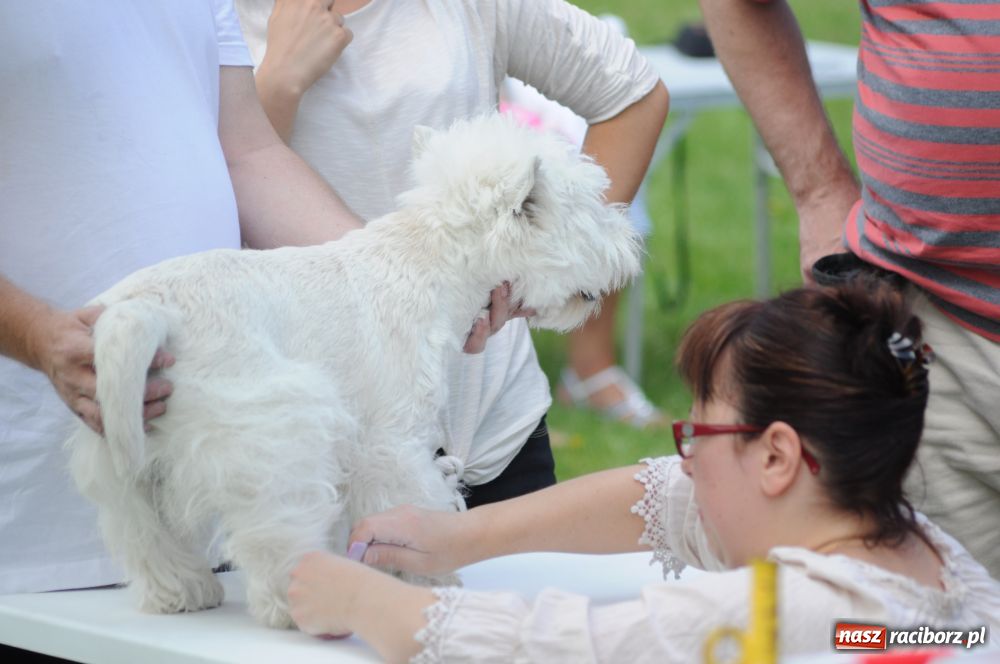 Zdjęcie w galerii na portalu naszraciborz.pl: Raciborskiej wystawie stuknęła 18-tka wiadomości z regionu