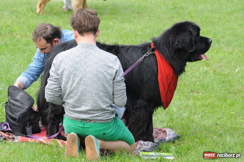 Zdjęcie w galerii na portalu naszraciborz.pl: Raciborskiej wystawie stuknęła 18-tka wiadomości z regionu