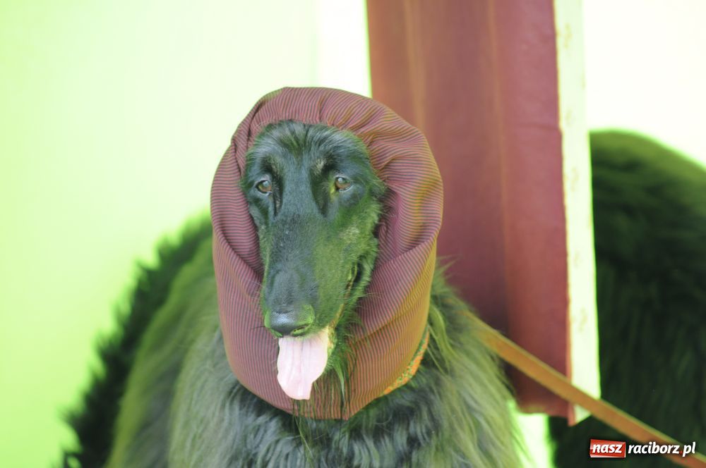 Zdjęcie w galerii na portalu naszraciborz.pl: Raciborskiej wystawie stuknęła 18-tka wiadomości z regionu