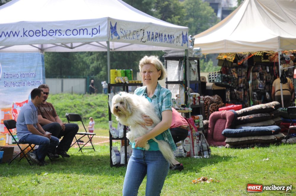 Zdjęcie w galerii na portalu naszraciborz.pl: Raciborskiej wystawie stuknęła 18-tka wiadomości z regionu