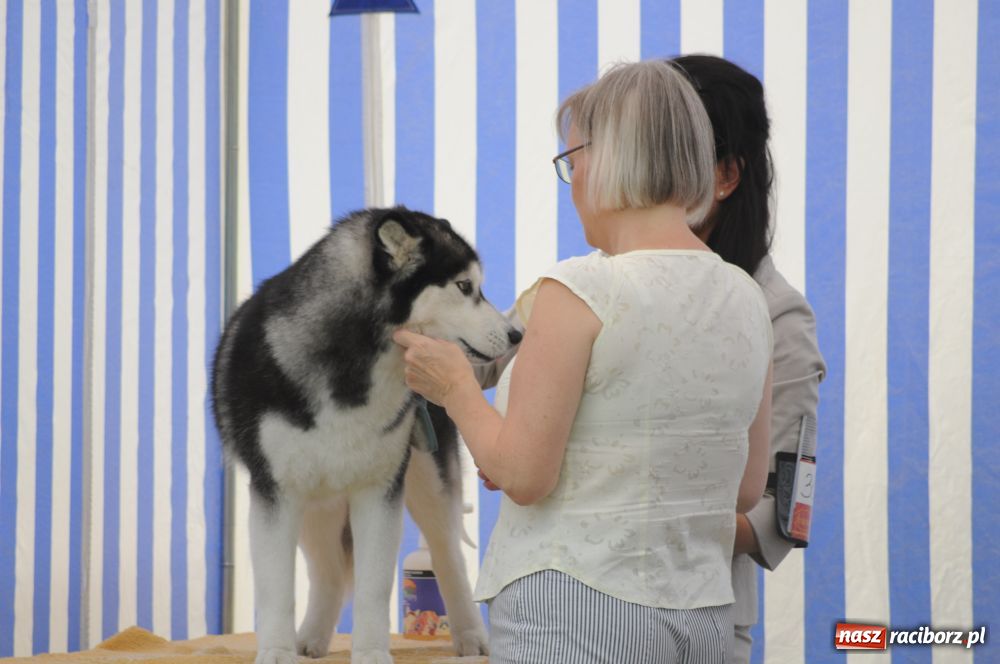 Zdjęcie w galerii na portalu naszraciborz.pl: Raciborskiej wystawie stuknęła 18-tka wiadomości z regionu