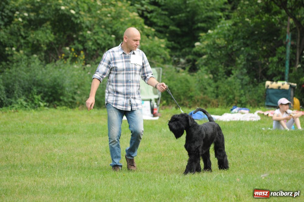 Zdjęcie w galerii na portalu naszraciborz.pl: Raciborskiej wystawie stuknęła 18-tka wiadomości z regionu