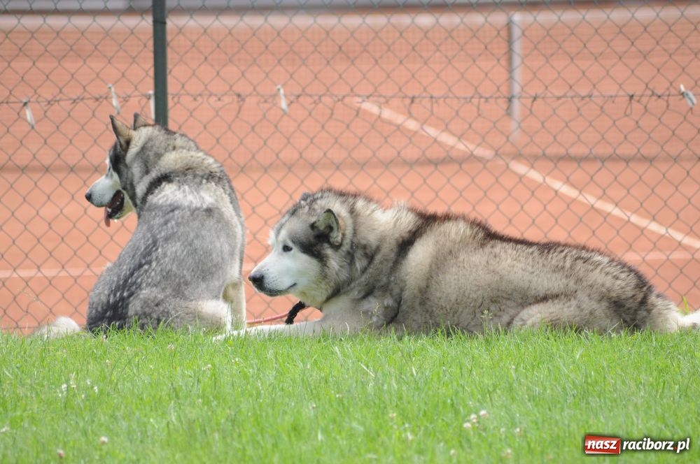 Zdjęcie w galerii na portalu naszraciborz.pl: Raciborskiej wystawie stuknęła 18-tka wiadomości z regionu