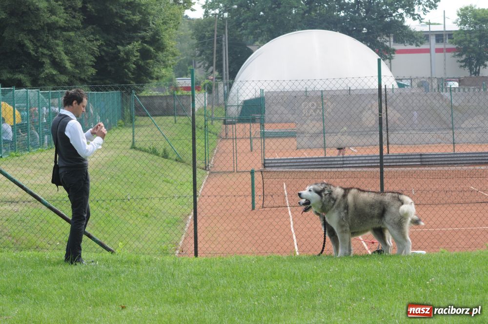 Zdjęcie w galerii na portalu naszraciborz.pl: Raciborskiej wystawie stuknęła 18-tka wiadomości z regionu