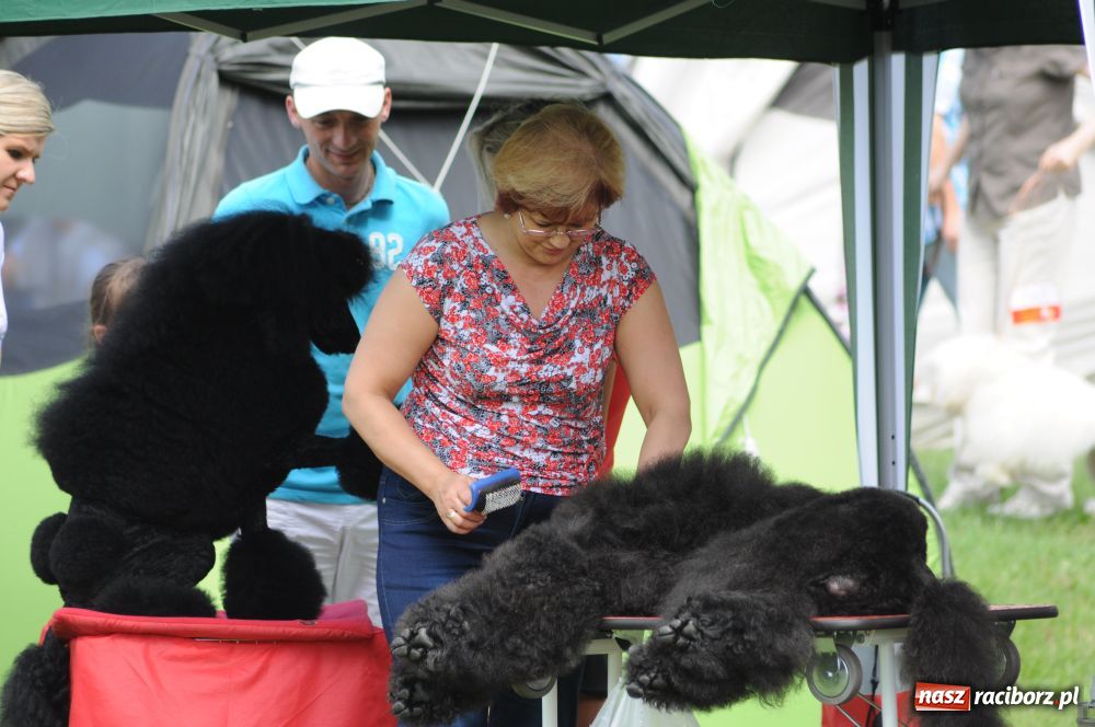 Zdjęcie w galerii na portalu naszraciborz.pl: Raciborskiej wystawie stuknęła 18-tka wiadomości z regionu