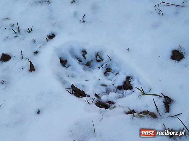 Zdjęcie w galerii na portalu naszraciborz.pl: Czy ślady w Nędzy należą do bestii? wiadomości z regionu