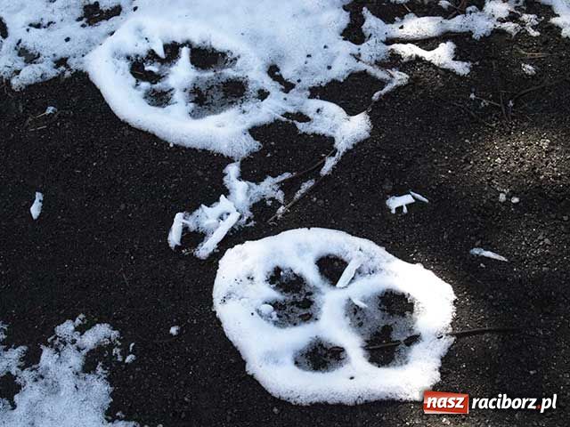 Zdjęcie w galerii na portalu naszraciborz.pl: Czy ślady w Nędzy należą do bestii? wiadomości z regionu