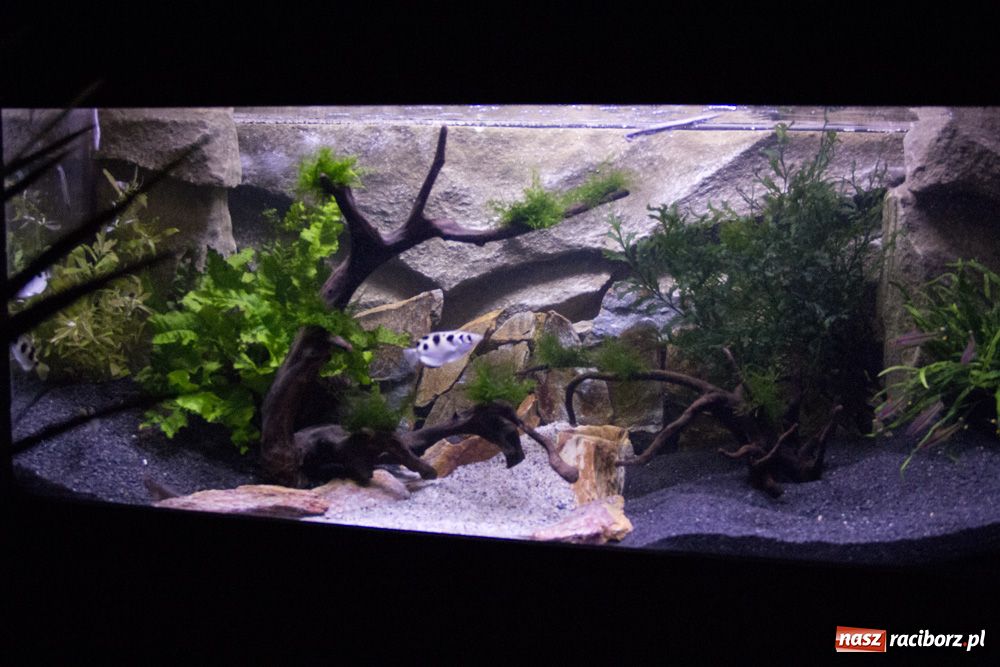 Zdjęcie w galerii na portalu naszraciborz.pl: Labirynt zamienił się w małe oceanarium wiadomości z regionu