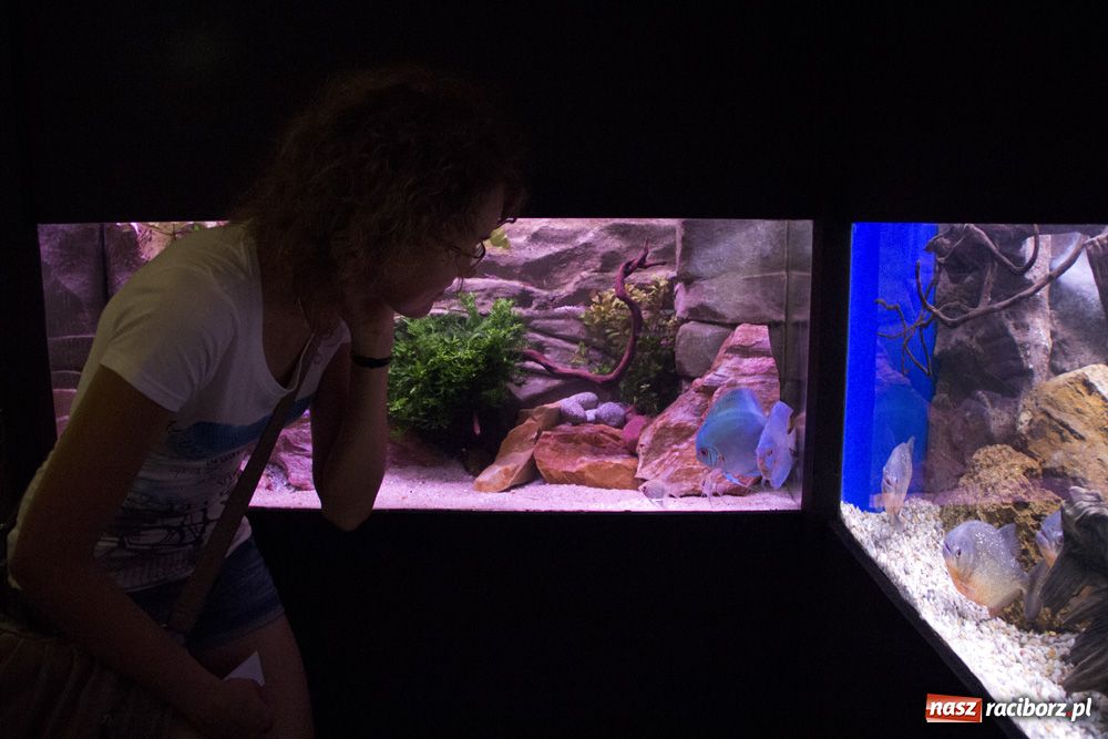 Zdjęcie w galerii na portalu naszraciborz.pl: Labirynt zamienił się w małe oceanarium wiadomości z regionu