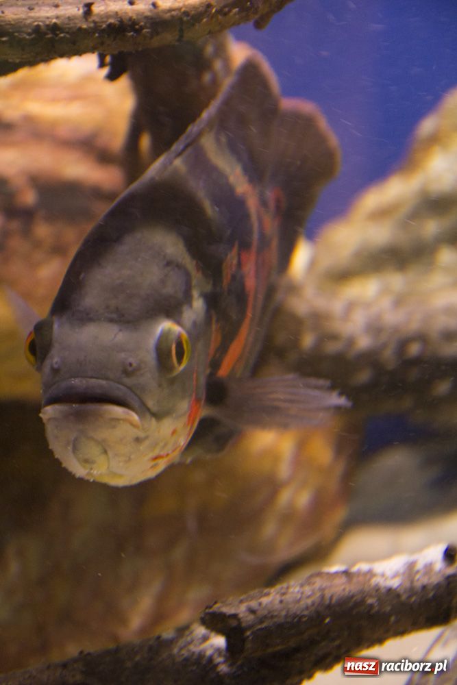 Zdjęcie w galerii na portalu naszraciborz.pl: Labirynt zamienił się w małe oceanarium wiadomości z regionu