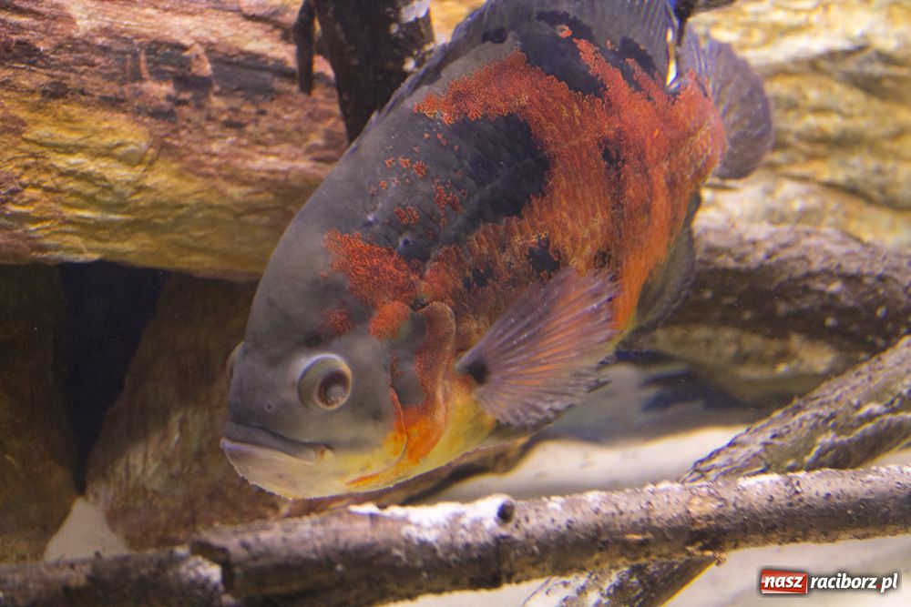 Zdjęcie w galerii na portalu naszraciborz.pl: Labirynt zamienił się w małe oceanarium wiadomości z regionu