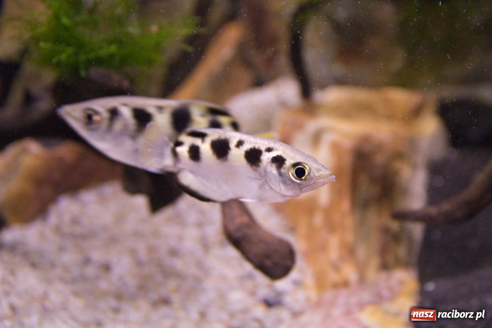 Zdjęcie w galerii na portalu naszraciborz.pl: Labirynt zamienił się w małe oceanarium wiadomości z regionu