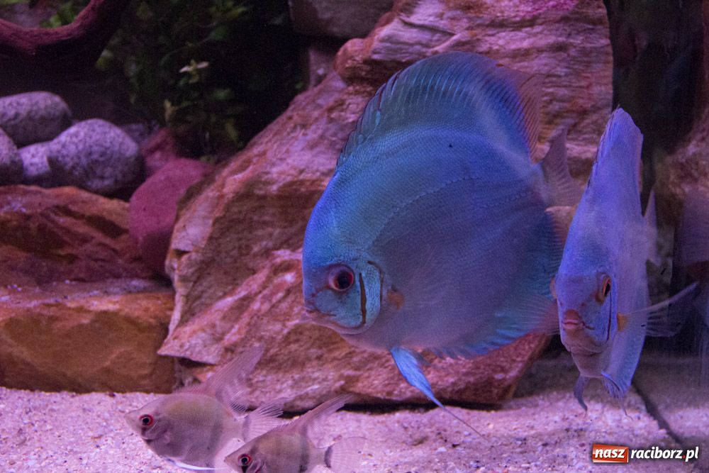 Zdjęcie w galerii na portalu naszraciborz.pl: Labirynt zamienił się w małe oceanarium wiadomości z regionu