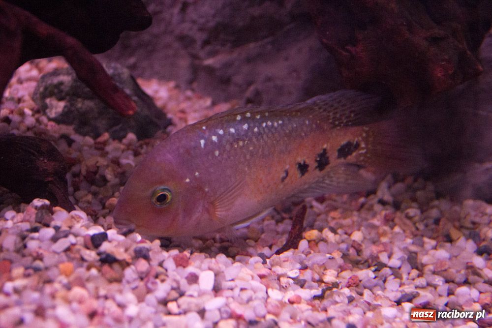 Zdjęcie w galerii na portalu naszraciborz.pl: Labirynt zamienił się w małe oceanarium wiadomości z regionu
