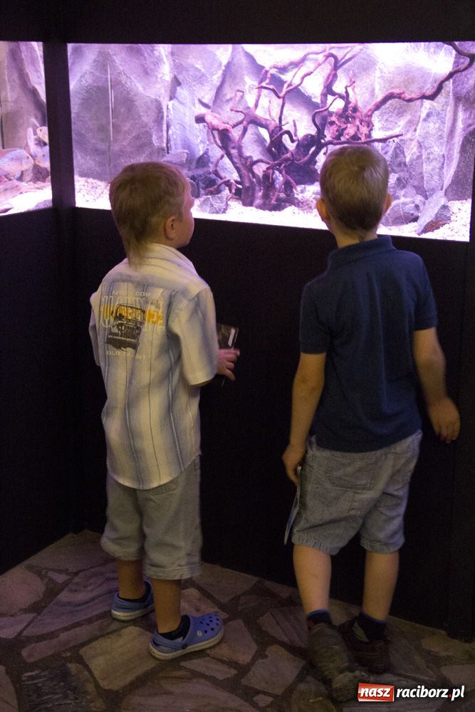 Zdjęcie w galerii na portalu naszraciborz.pl: Labirynt zamienił się w małe oceanarium wiadomości z regionu