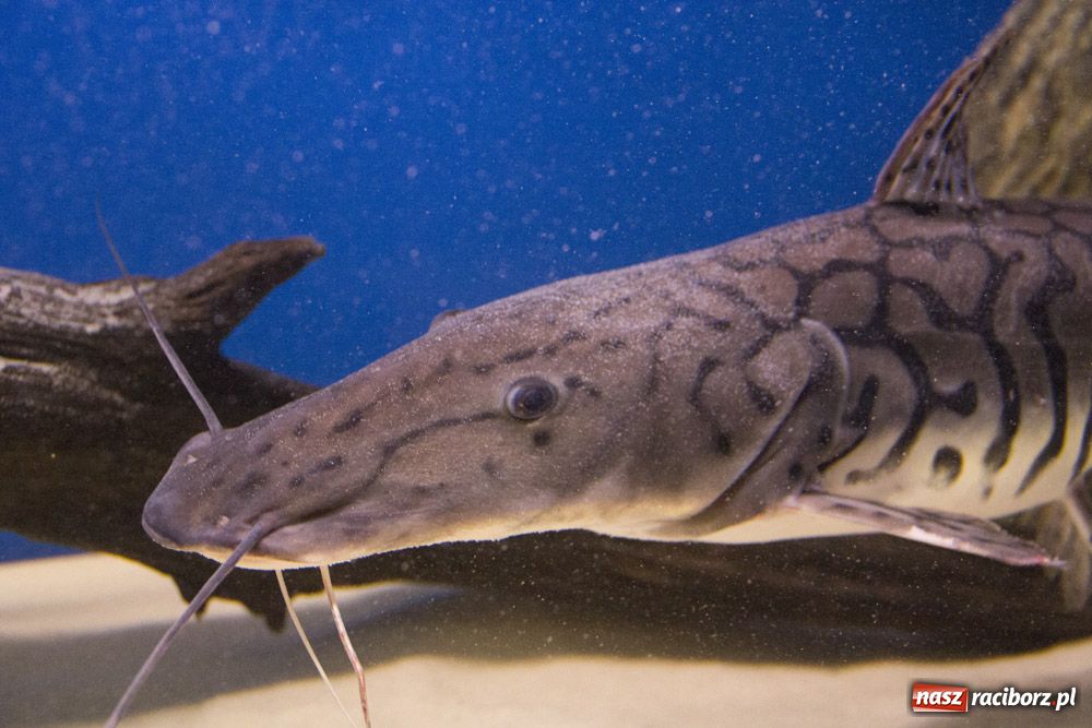 Zdjęcie w galerii na portalu naszraciborz.pl: Labirynt zamienił się w małe oceanarium wiadomości z regionu