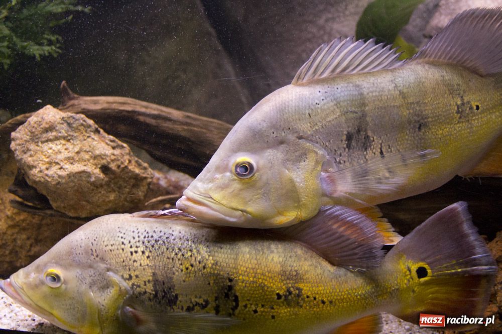 Zdjęcie w galerii na portalu naszraciborz.pl: Labirynt zamienił się w małe oceanarium wiadomości z regionu