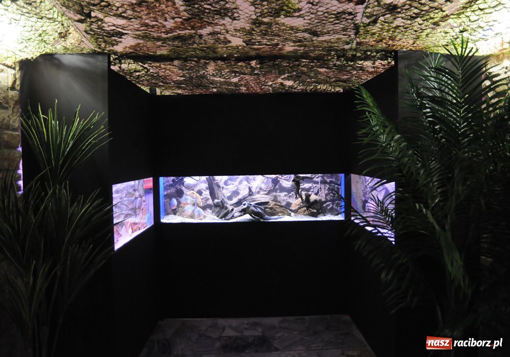 Zdjęcie w galerii na portalu naszraciborz.pl: Labirynt zamienił się w małe oceanarium wiadomości z regionu