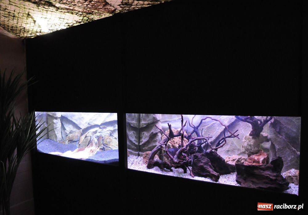 Zdjęcie w galerii na portalu naszraciborz.pl: Labirynt zamienił się w małe oceanarium wiadomości z regionu