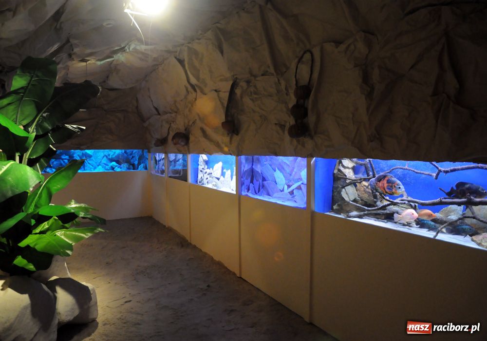 Zdjęcie w galerii na portalu naszraciborz.pl: Labirynt zamienił się w małe oceanarium wiadomości z regionu