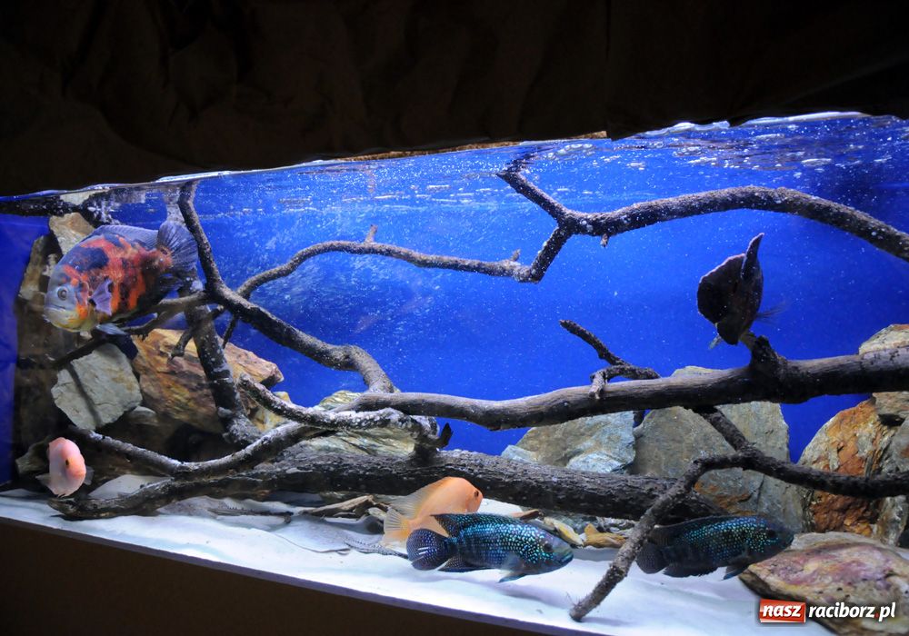 Zdjęcie w galerii na portalu naszraciborz.pl: Labirynt zamienił się w małe oceanarium wiadomości z regionu